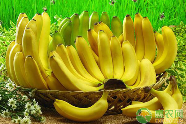 香蕉怎么种植产量高？香蕉优质高产施肥技术方案(图2)